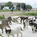 MP ajuíza ação contra o município de São Luís devido a problemática “Praça dos Gatos”
